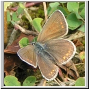 Polyommatus icarus - Hauhechelblaeuling w01.jpg